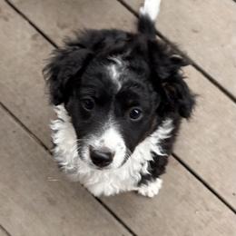 Sampson - male Australian Mountain Doodle puppy in Lincoln, Nebraska from GRand Doodles