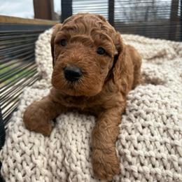 Purple - Red  female Goldendoodle puppy in Buda, Texas from Anita’s Doodles