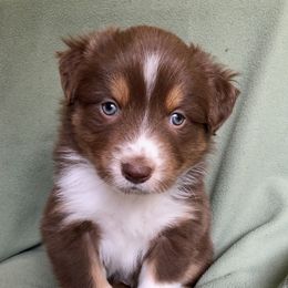 "Ruby x Ben's dad" Australian Shepherd Puppies from Cedar Creek Farm