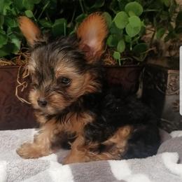 Mojo - Black and tan male Yorkshire Terrier puppy in Hot Springs, Arkansas from Kimberly's Lovable Littles
