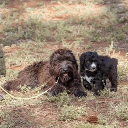 American Bully, Bernedoodle, Poodle, Sheepadoodle, and Whoodle Puppies from Wonderland’s Boujie Kennels