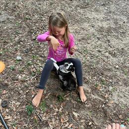Boston Terrier Puppies from I Love Pups
