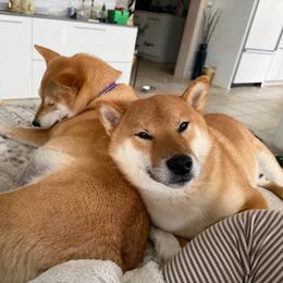 Roshi - Shiba Inu