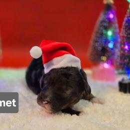 Comet-Gray collar - Blue merle male Bernedoodle puppy in Summerville, South Carolina from Channys Doodles