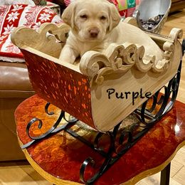 Dachshund and Labrador Retriever Puppies from Honeydew Ranch