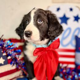 Juneau - unfurnished black tuxedo - Black and white female Aussiedoodle puppy in Lookout, California from Remington Kennels, LLC