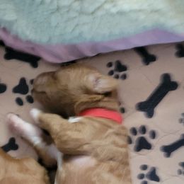 French Bulldog and Goldendoodle Puppies from Good Vibes Puppies