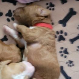 French Bulldog and Goldendoodle Puppies from Good Vibes Puppies