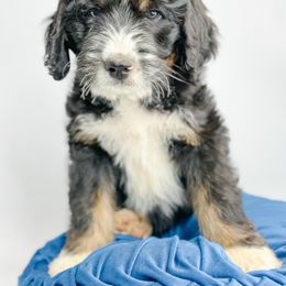 Bernedoodle, Goldendoodle, Golden Retriever, and Poodle Puppies from Camp Doodle Woods