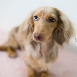Cheri - Dachshund