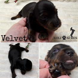 Velvet - Black and tan female Dachshund puppy in Kemp, Texas from Koli Acres
