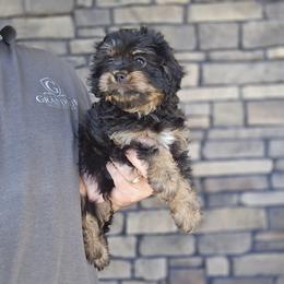 Oscar - Black and tan male Cavapoo puppy in Apple Creek, Ohio from Grandeur Valley Puppies