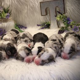 Australian Shepherd Puppies from Flying T Ranch