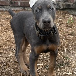 Doberman Pinscher and French Bulldog Puppies from Haus of Hound