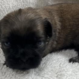 Full AKC Charlie - Fawn sable male Pekingese puppy in Pennsylvania from Triple I Pekes