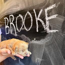Brooke-Girl 2 - Red female Assorted Doodle Crosses puppy in River Falls, Wisconsin from Dottie's Doodles