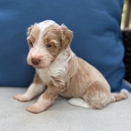 Sheriff - Cream male Aussiedoodle puppy in Holly Springs, North Carolina from Whiskey River Doodles