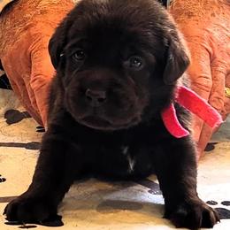 Labrador Retriever Puppies from Lorlyn Labradors