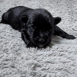 Orange - Black male Miniature Schnauzer puppy in Gillette, Wyoming from T’s Little Schnauzers