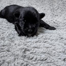 Orange - Black male Miniature Schnauzer puppy in Gillette, Wyoming from T’s Little Schnauzers
