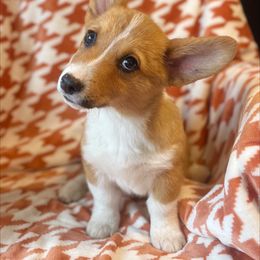 Orion - Red Pembroke Welsh Corgi puppy in Chubbuck, Idaho from Sunny J Corgis and Mini Americans