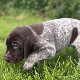 Boy 4 - Liver roan male German Shorthaired Pointer puppy in Equinunk, Pennsylvania from AHHA Kennels