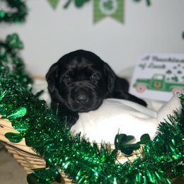 Labrador Retriever Puppies from Mason Dixon Labradors
