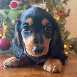 Jake - Black and tan male Dachshund puppy in Coopersburg, Pennsylvania from Barks and Burrows