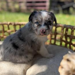 BMM2 - red collar - Blue merle male Miniature Australian Shepherd puppy in Stuart, Virginia from Apple Tree Mini Aussies