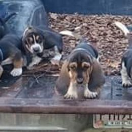 Basset Hound Puppies from Snellgrove Farms