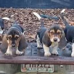 Basset Hound Puppies from Snellgrove Farms