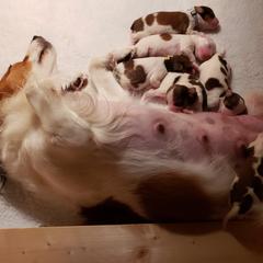 Nederlandse Kooikerhondje Puppies from Dreamcatcher Kooikerhondjes