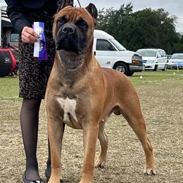 Cane Corso from Sabal Palm Cane Corso