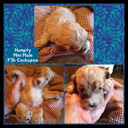 Cockapoo, Cocker Spaniel, and Poodle Puppies from MoonShine Babies Cockapoos and Poodles