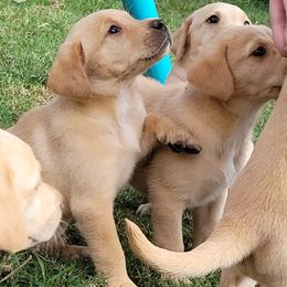 Labrador Retrievers from Charmed Labradors
