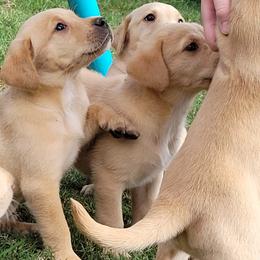 Labrador Retrievers from Charmed Labradors