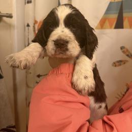 Shasta - Liver and white female English Springer Spaniel puppy in Huntingdon, Pennsylvania from Indian Creek Springers and Doxies