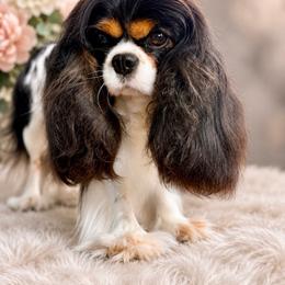 Sansa - Cavalier King Charles Spaniel