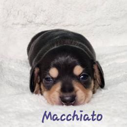 Macchiato - Black and tan female Dachshund puppy in Mount Sherman, Kentucky from Kaleidoscope Dachshunds and Whippets