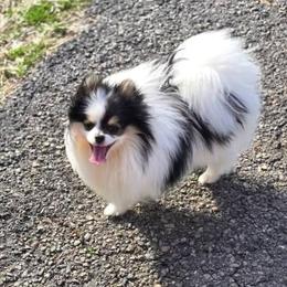 Pomeranian puppies from Summer Set Poms