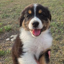 Dynamite (Red) - Black tri-color male Australian Shepherd puppy in Vona, Colorado from Dyna Aussies