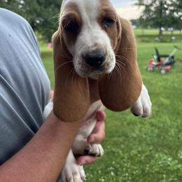 Basset Hound Puppies from Tia Blystone