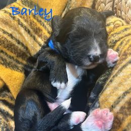 Barley - Black and white male Bernedoodle puppy in Coopersburg, Pennsylvania from Deutsch Hund Haus