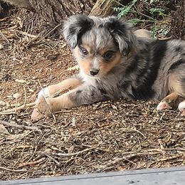 Miniature Australian Shepherd and Toy Australian Shepherd Puppies from Heritage Homestead