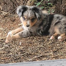 Miniature Australian Shepherd and Toy Australian Shepherd Puppies from Heritage Homestead