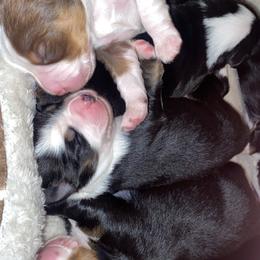 Miniature Australian Shepherd Puppies from Duncan’s Miniature Australian Shepherds