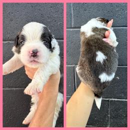 Pink - Mahogany and white female Saint Bernard puppy in Ladysmith, Wisconsin from Northwoods Saint Bernards