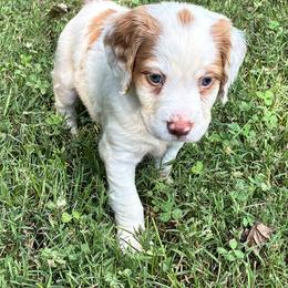 Krystal girl 2 - Orange and white female Brittany puppy in Floyd Knobs, Indiana from Cross Creek Brittanys