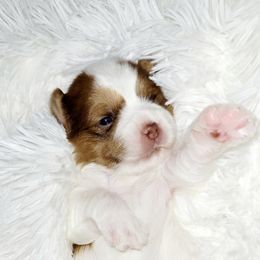 Girl 3 - Yorkshire Terrier puppy from LeGrands Parti Pups