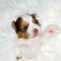 Girl 3 - Yorkshire Terrier puppy from LeGrands Parti Pups